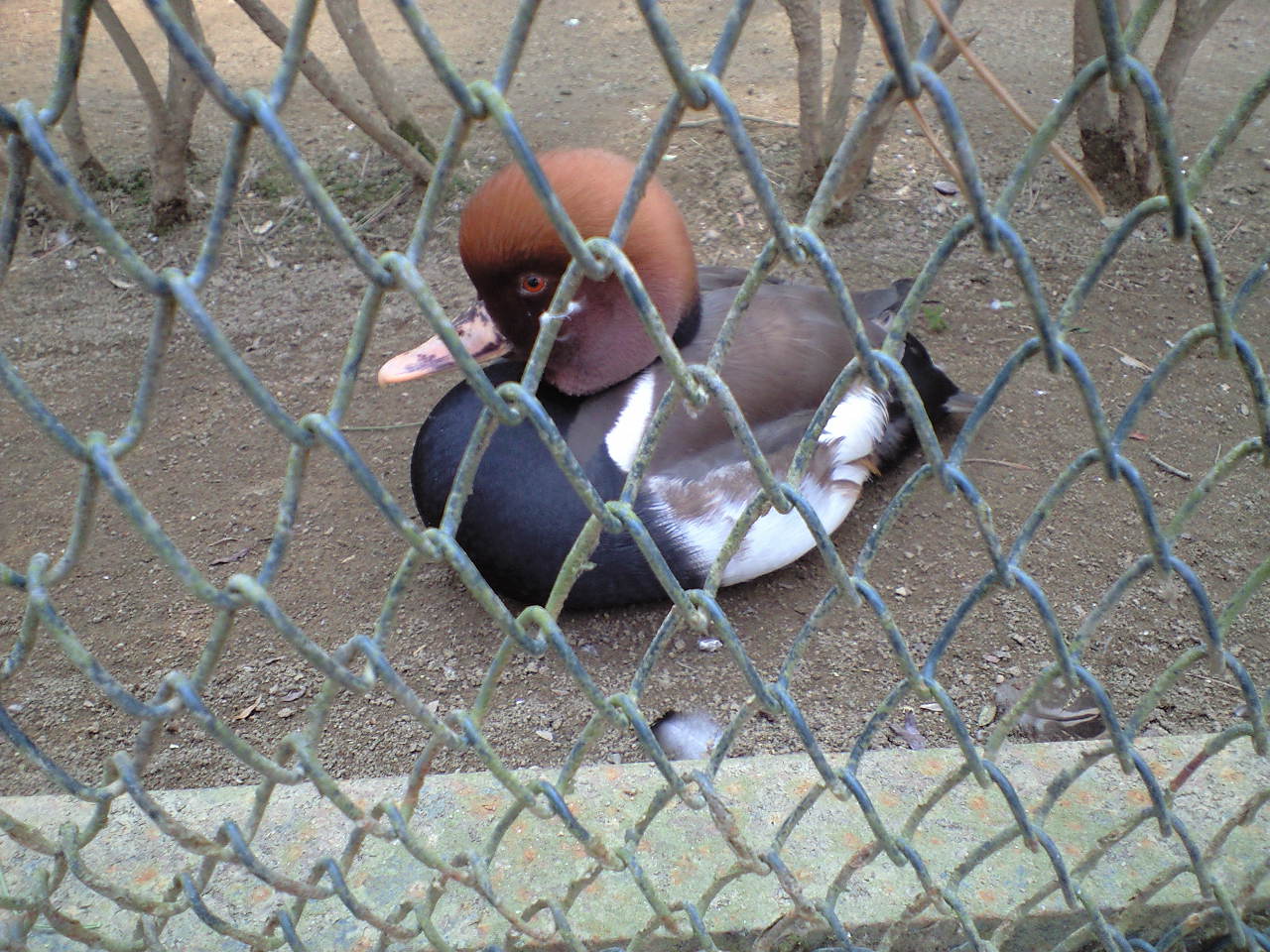やる気なし