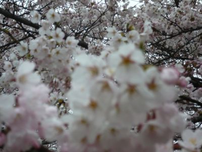 桜の名所