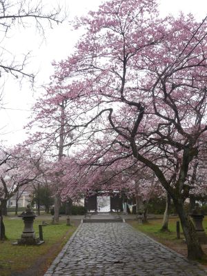 桜の名所