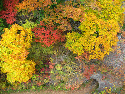 「紅葉」