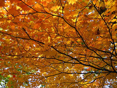 「紅葉」