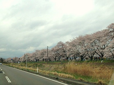桜前線を実感してみる　～GW営業日程のご案内～
