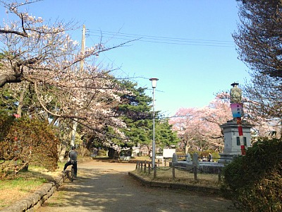 桜前線を実感してみる　～GW営業日程のご案内～