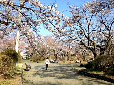 桜前線を実感してみる　～GW営業日程のご案内～