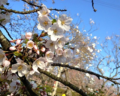 桜前線を実感してみる　～GW営業日程のご案内～