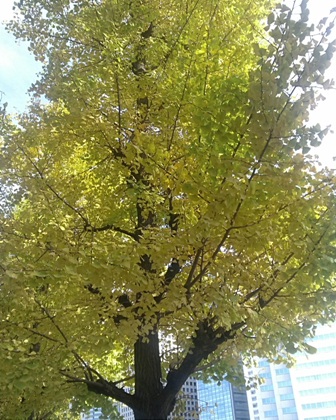 秋を感じる間もなく