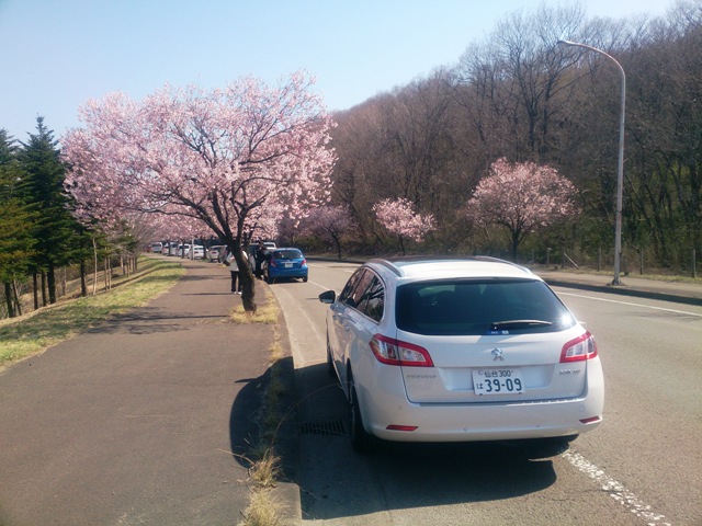 サクラサク
