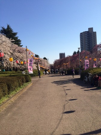 榴岡公園/桜