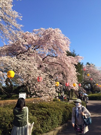 榴岡公園/桜