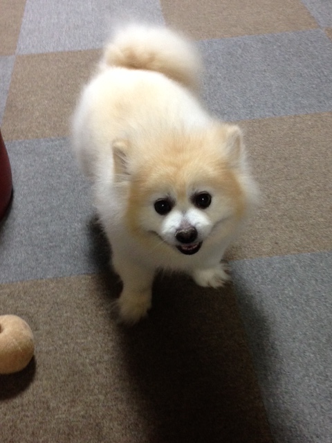愛犬と戯れながらINプジョー泉