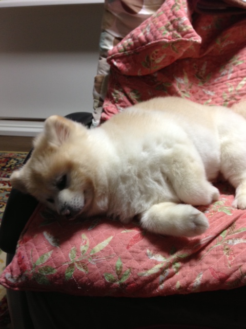 愛犬と戯れながらINプジョー泉