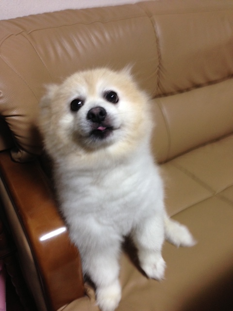 愛犬と戯れながらINプジョー泉