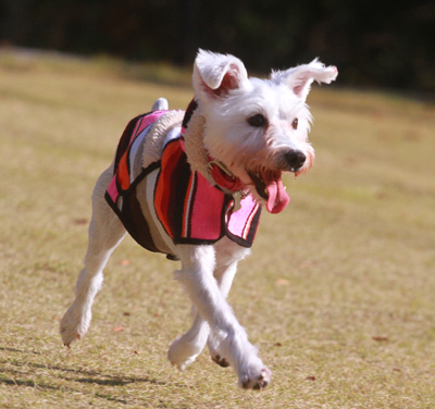 ペットとのお出かけには是非。