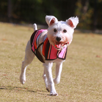 ペットとのお出かけには是非。