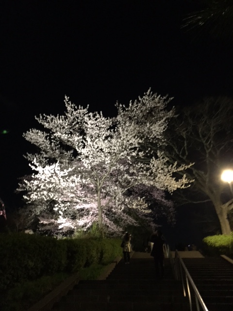 夜桜の季節