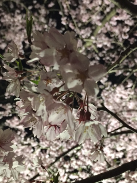 夜桜の季節