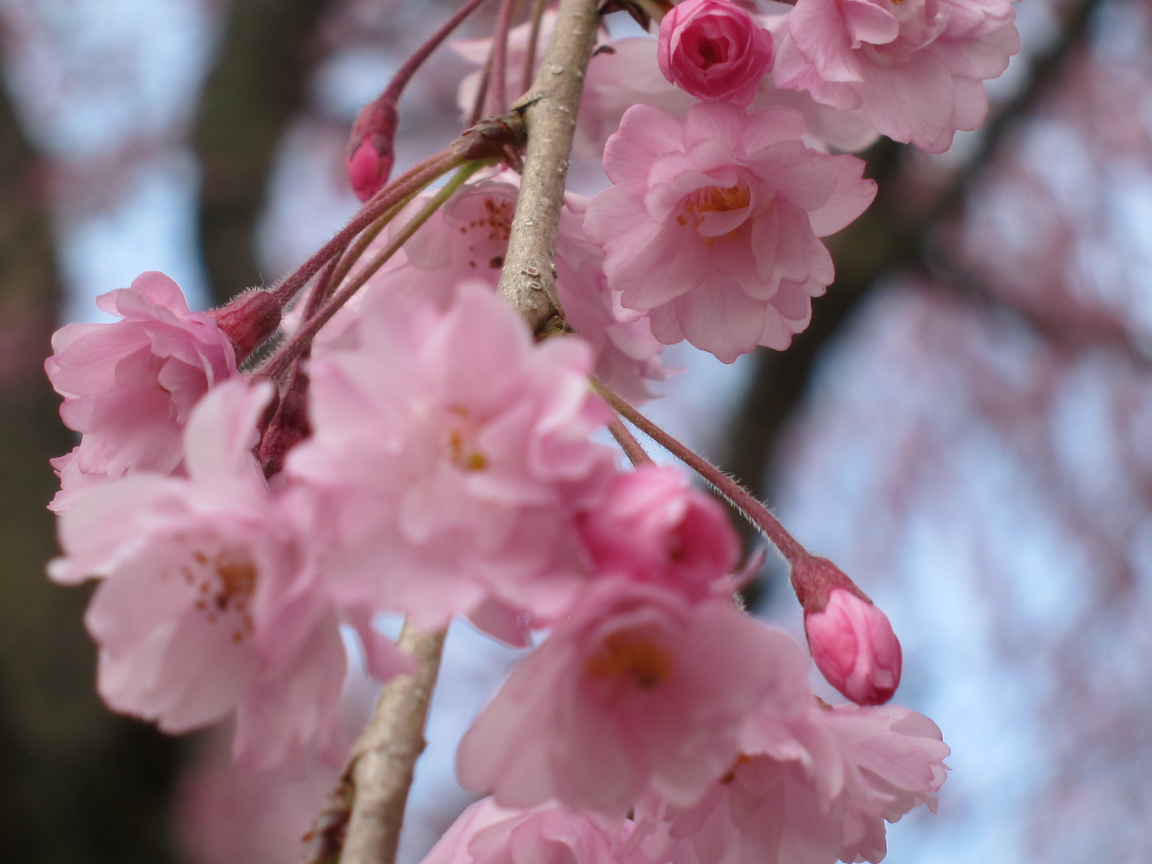 やっと花見に。