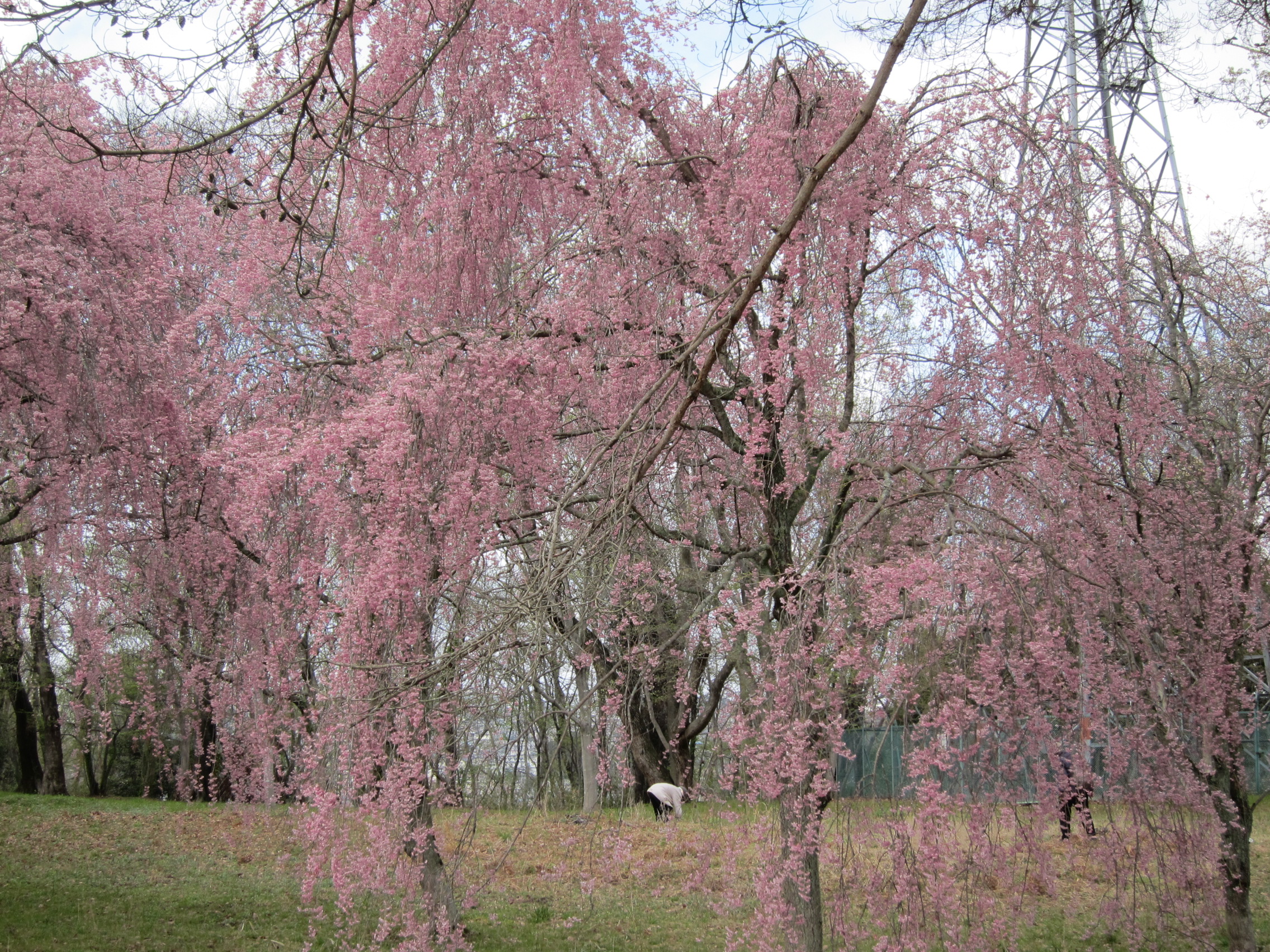 やっと花見に。
