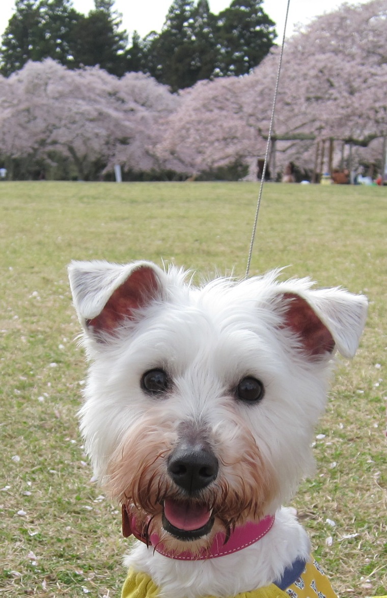 やっと花見に。