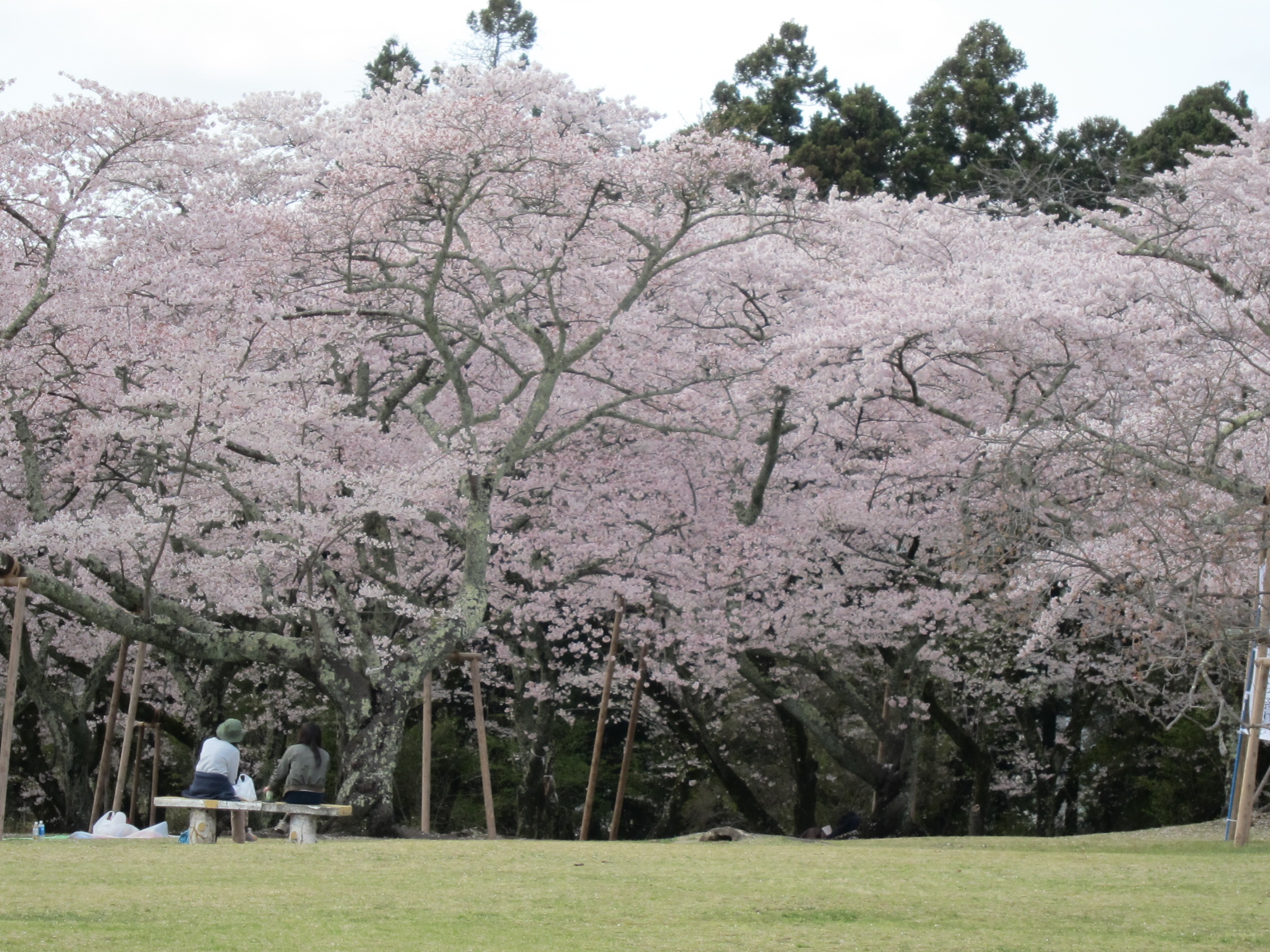 やっと花見に。