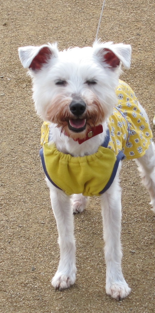 やっと花見に。