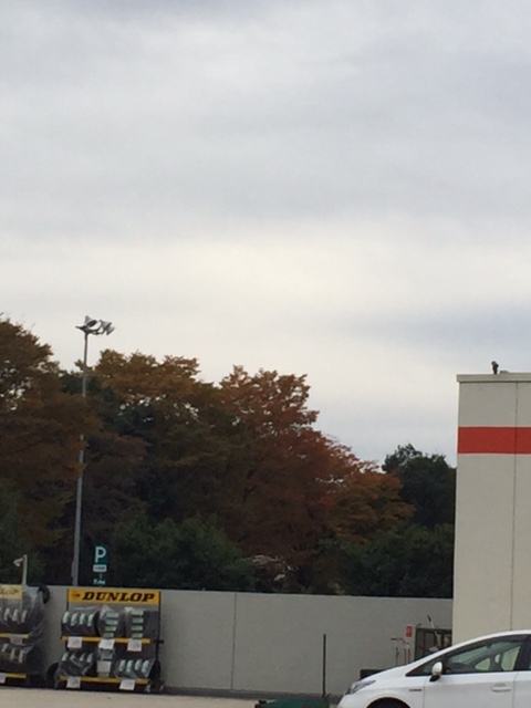 ちょっとした楽しみ♪