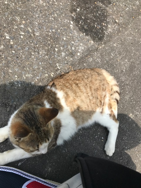 ねこの島