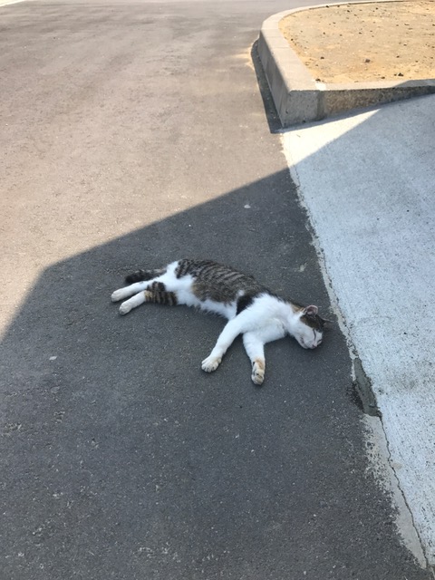 ねこの島