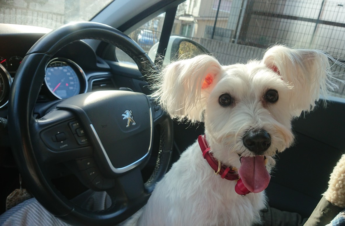 プジョーのペットグッズ