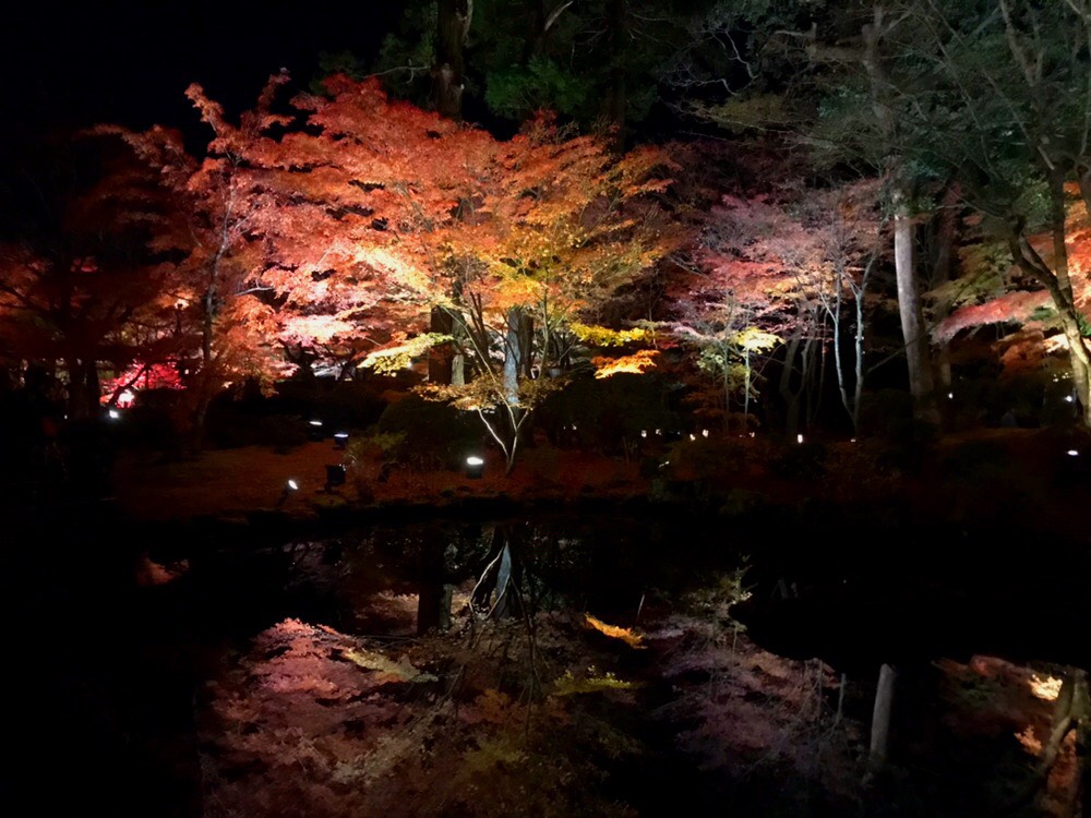 円通院ライトアップ！