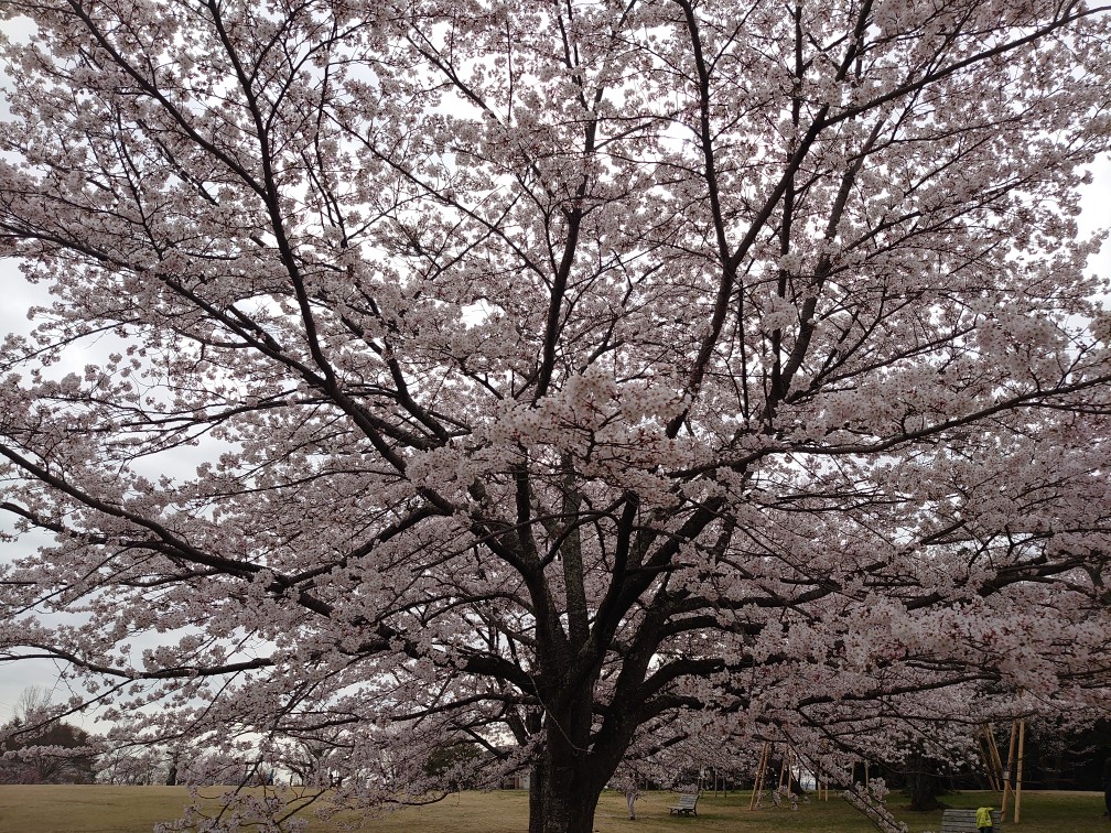 近くの公園で