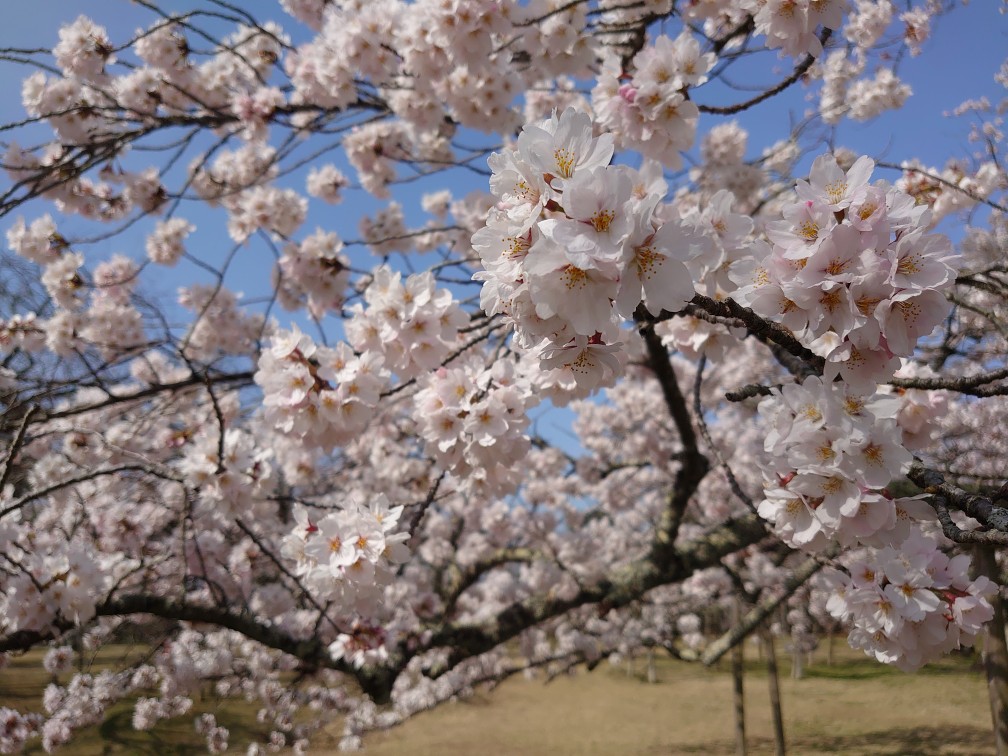 近くの公園で