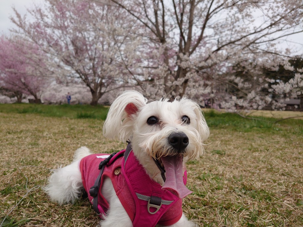 近くの公園で