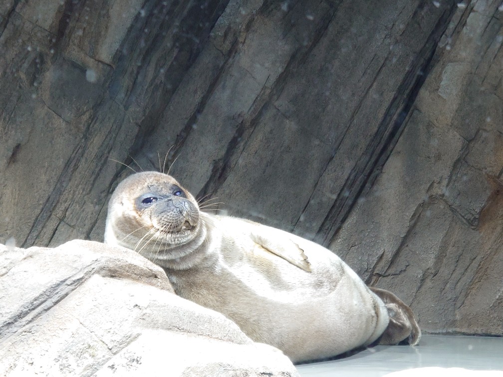 うみの杜水族館のナイトイベント