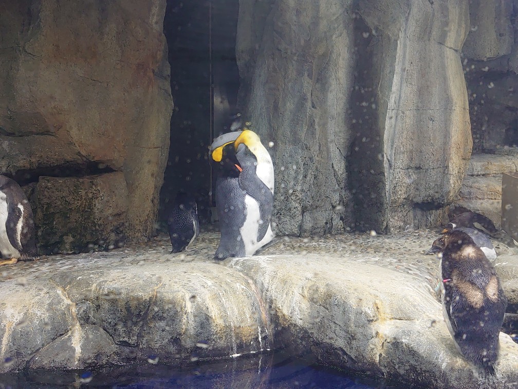 うみの杜水族館のナイトイベント