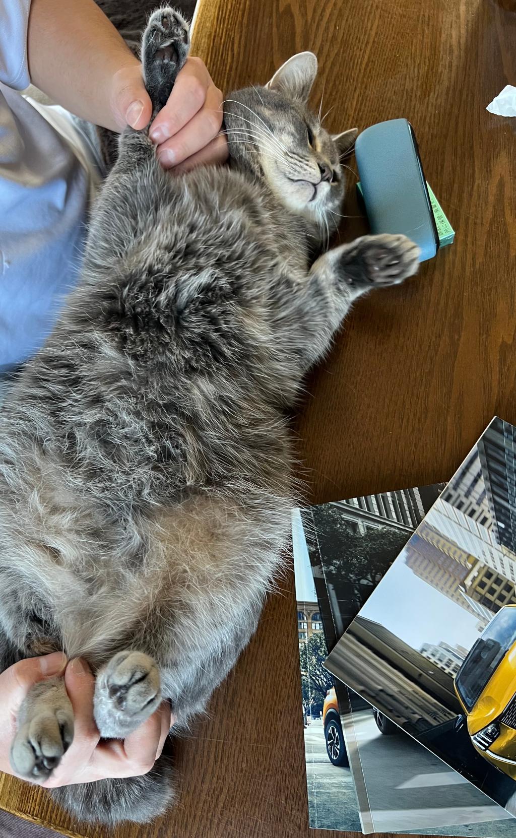 新しい仲間来ました！